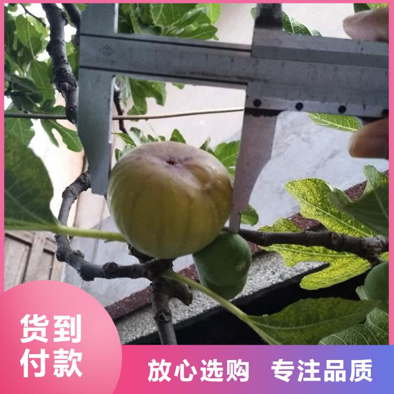 无花果苹果苗商家直供一站式服务