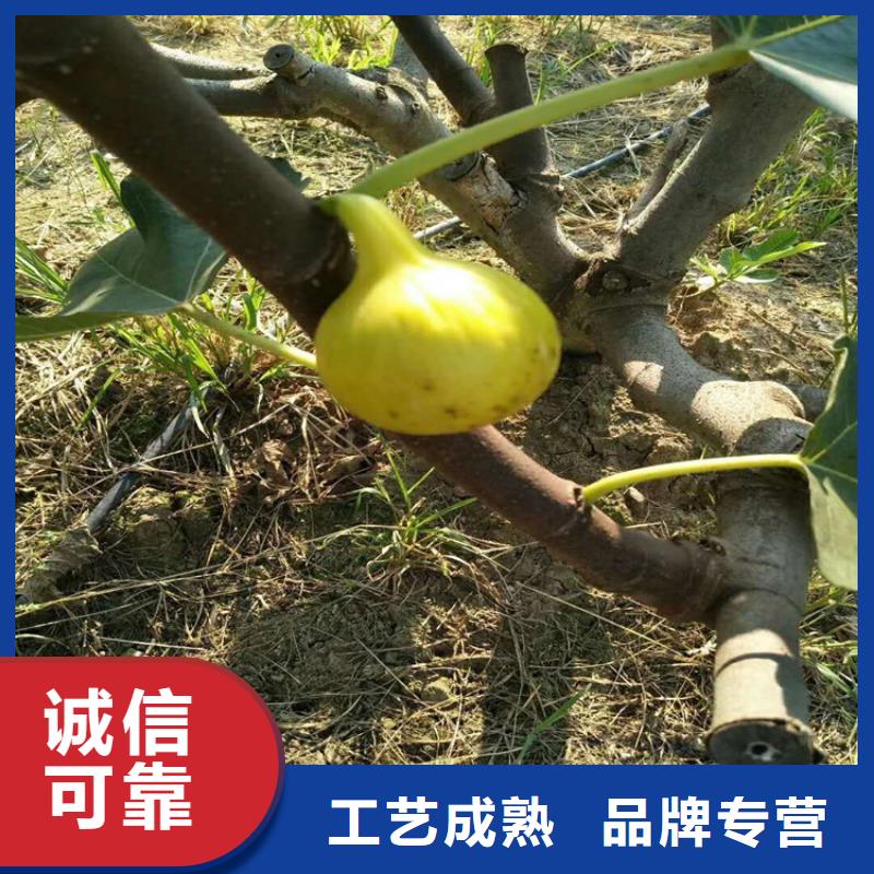 无花果樱桃苗品质服务甄选好厂家