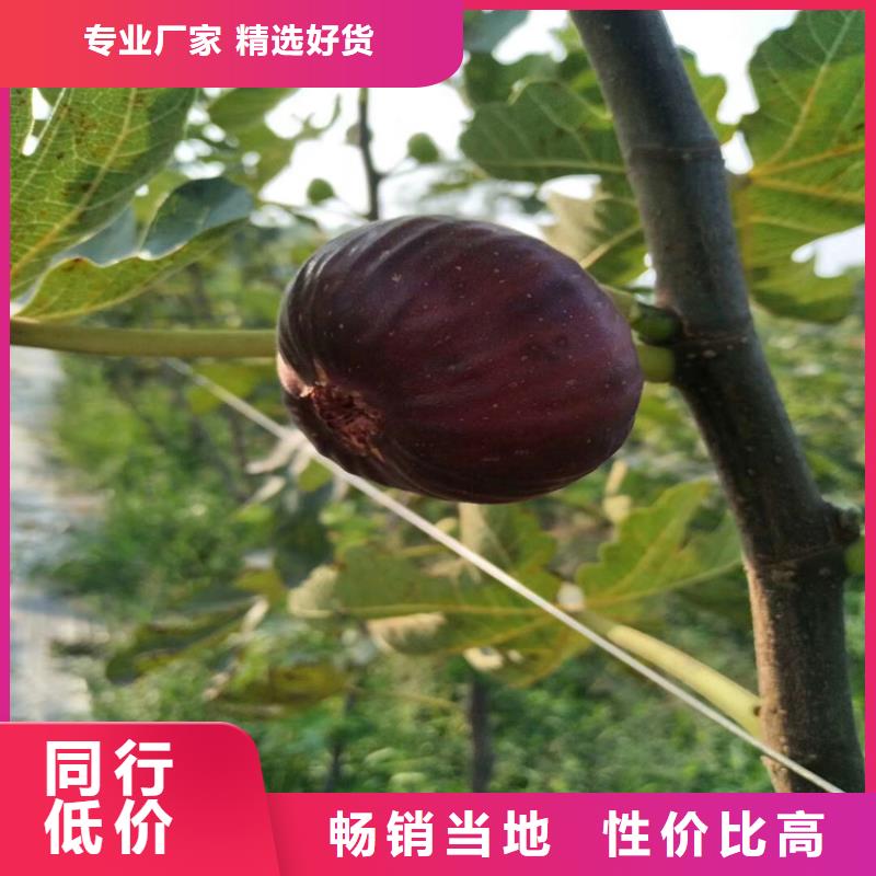 无花果_北美冬青种类多质量好型号全价格低