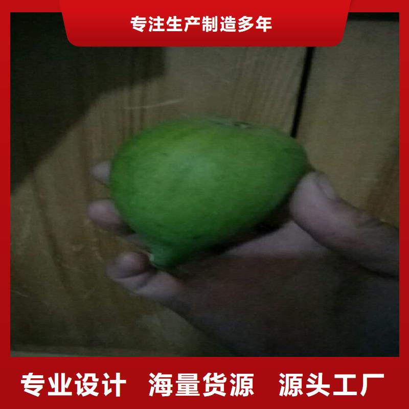 无花果_苹果苗快速发货好品质选我们