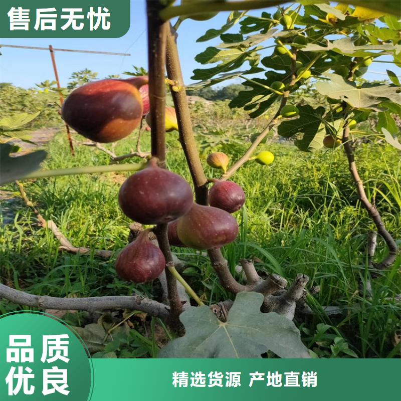 【无花果桃树苗讲信誉保质量】同城经销商