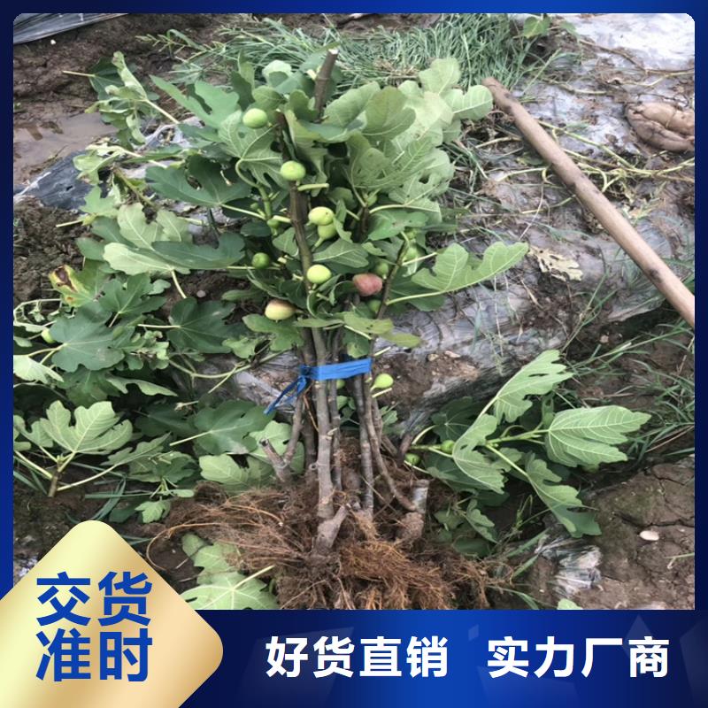 无花果,【蓝莓苗】款式新颖优良材质