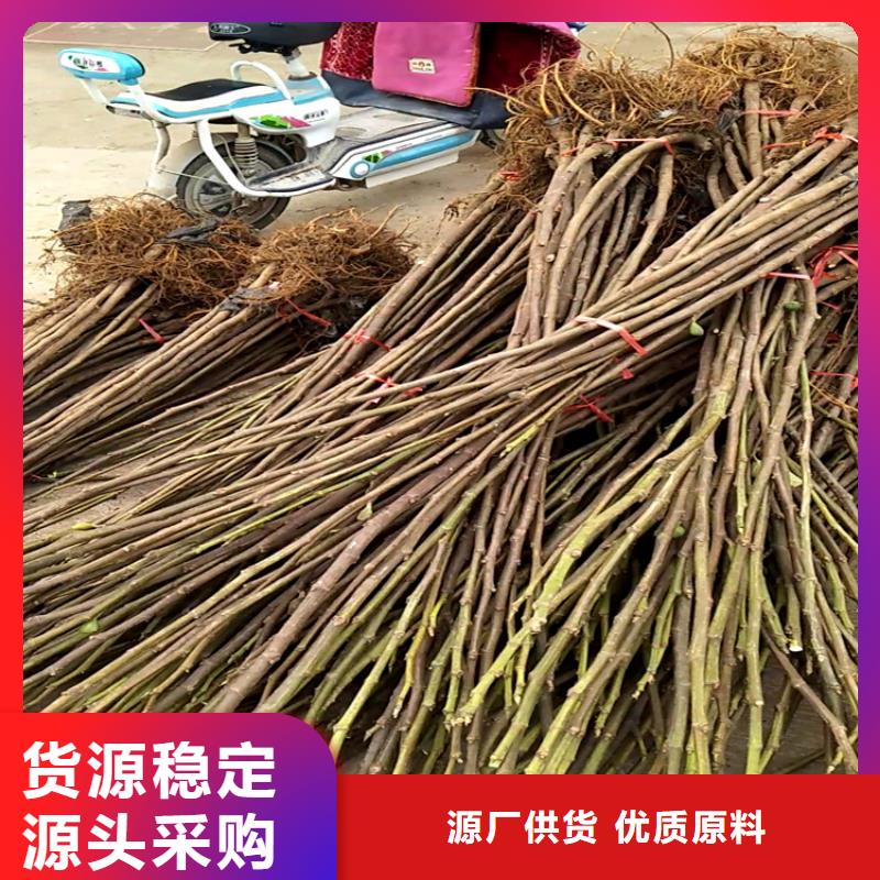 无花果苹果苗好产品有口碑经验丰富质量放心