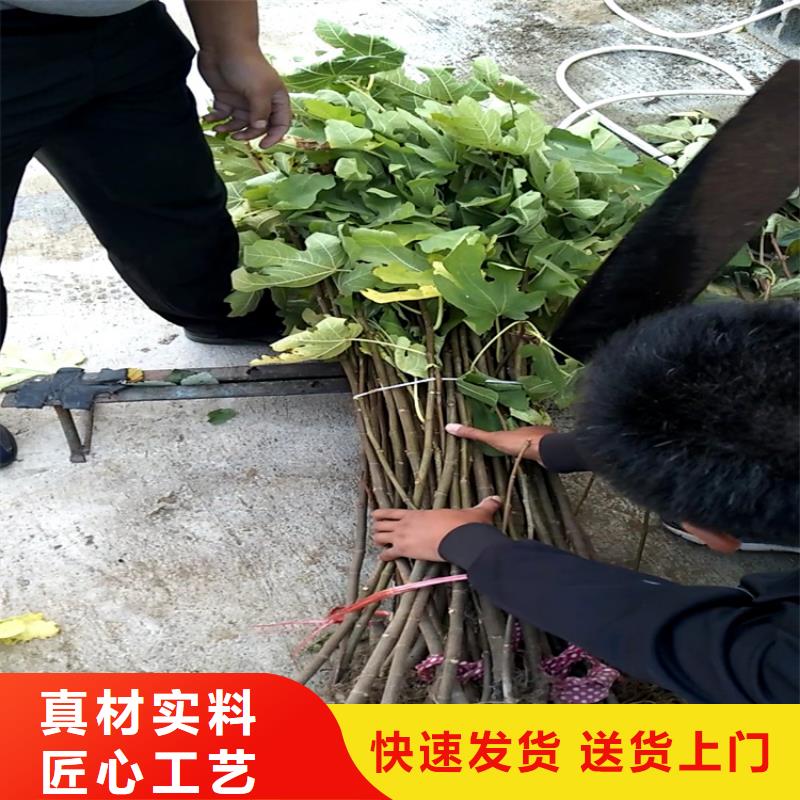 无花果葡萄苗材质实在附近经销商