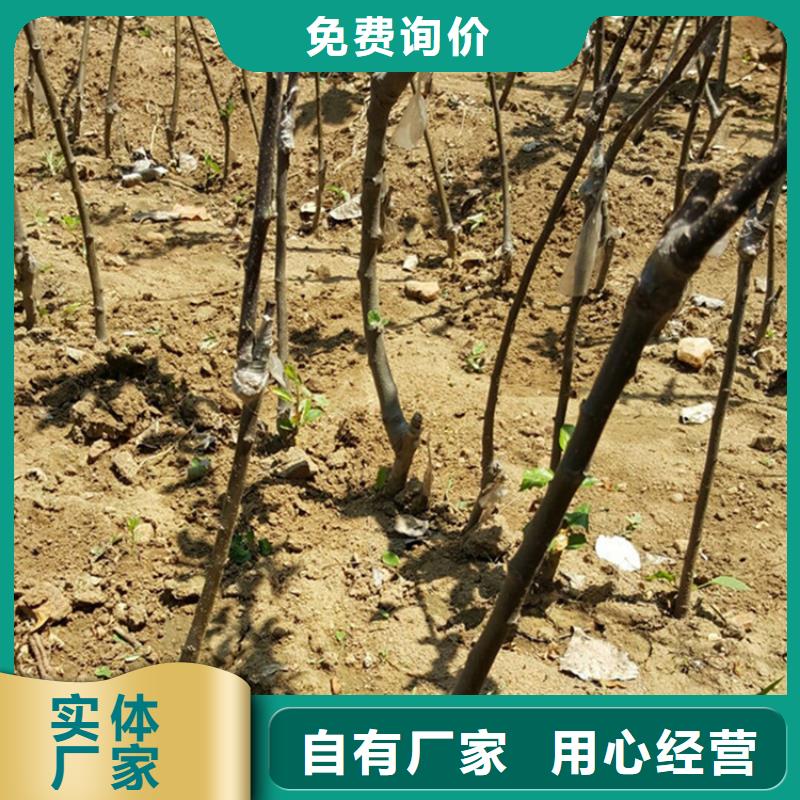 苹果苹果苗质量不佳尽管来找我厂家