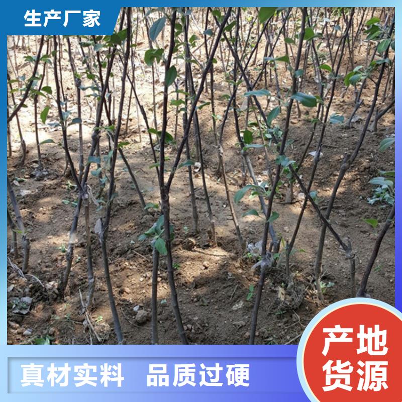 【苹果石榴树苗好品质经得住考验】根据要求定制