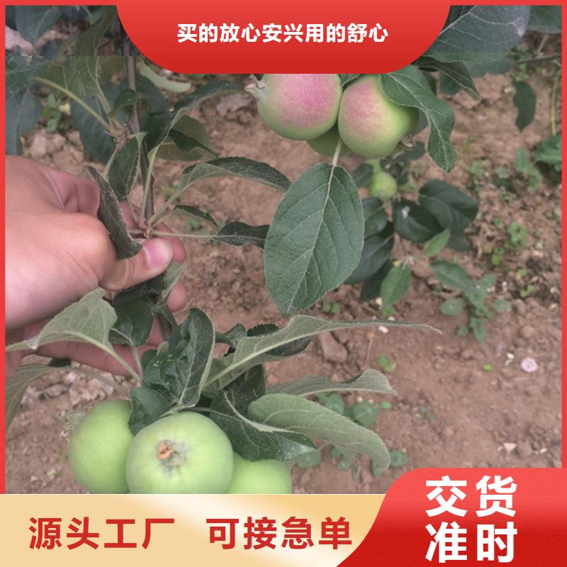 苹果红颜草莓根据要求定制当地生产商