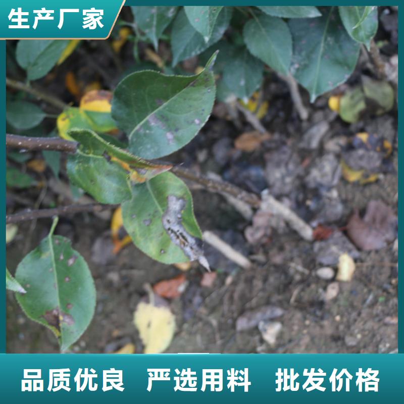 苹果 红石榴苗基地工艺层层把关用心服务