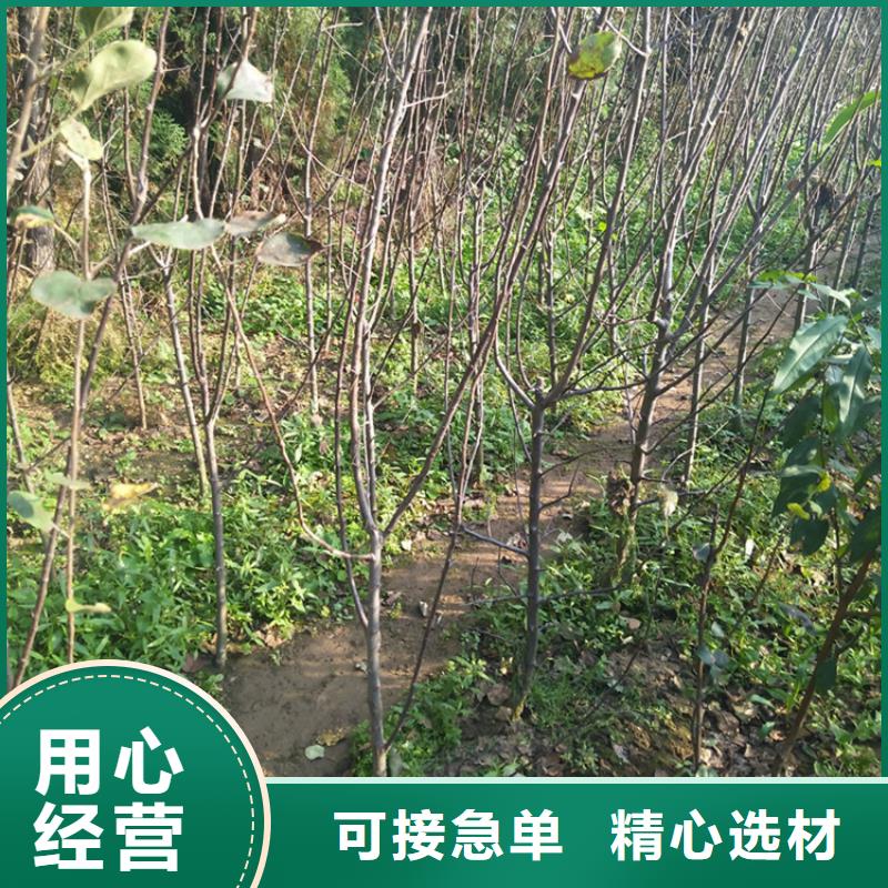 苹果【樱桃苗】详细参数[本地]公司