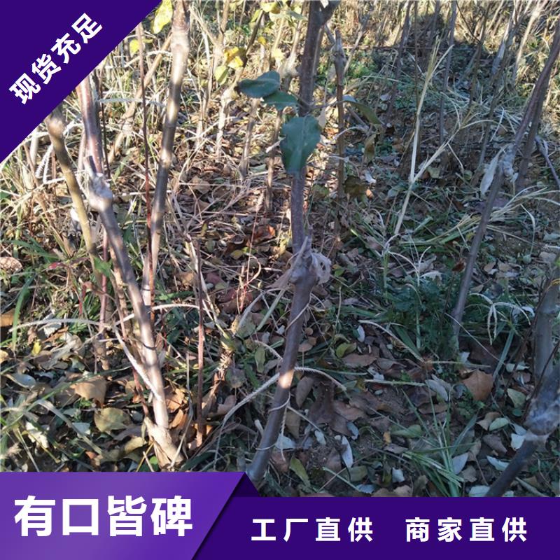 苹果李树苗真材实料加工定制同城供应商