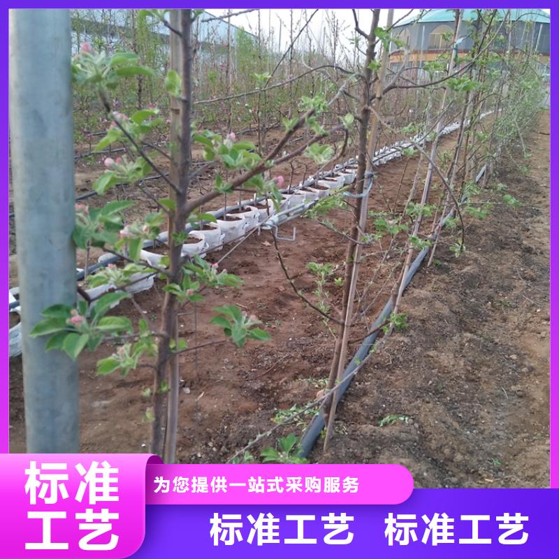 苹果苹果苗价格合理制造厂家