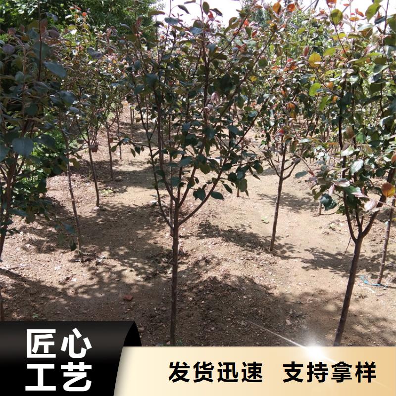 苹果,梨树苗专业设计当地厂家值得信赖