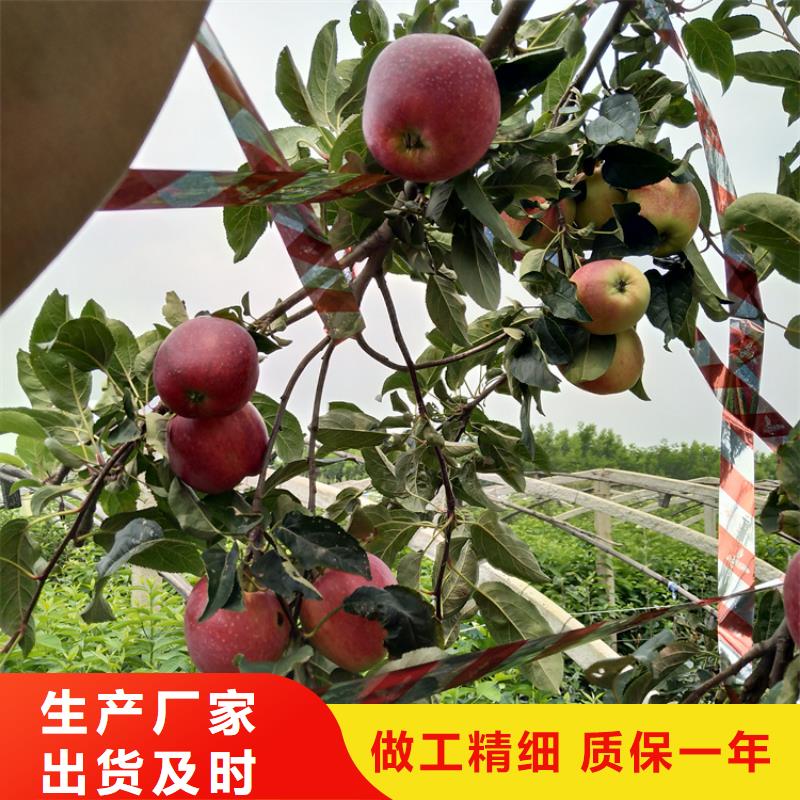 【苹果花椒苗不只是质量好】专注细节更放心