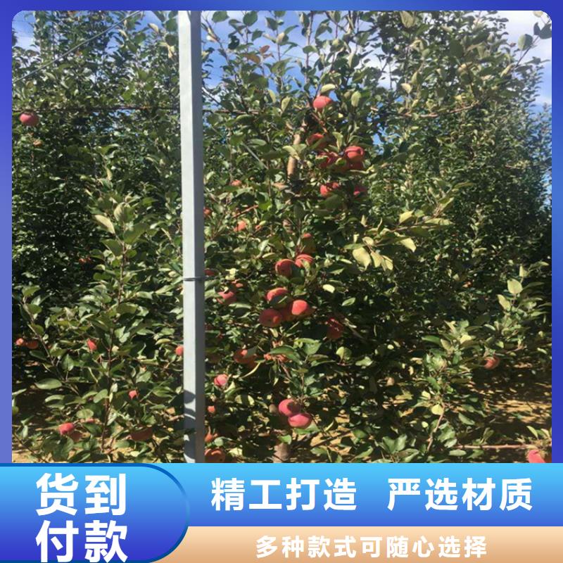 苹果桃树苗工厂批发品质无所畏惧