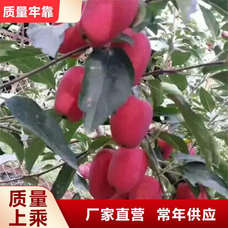 【苹果_梨树苗质量好】当地公司