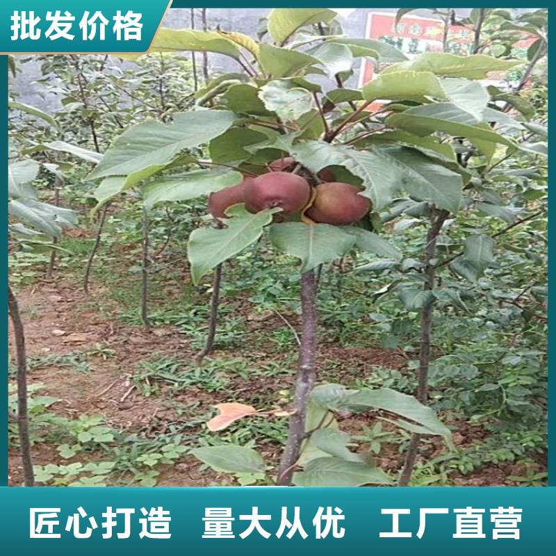 苹果苹果苗支持批发零售售后服务完善