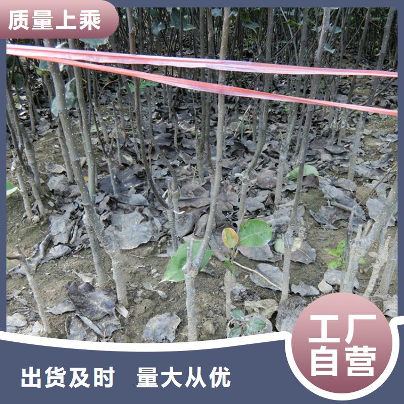 ​梨树蓝莓苗销售的是诚信当地品牌