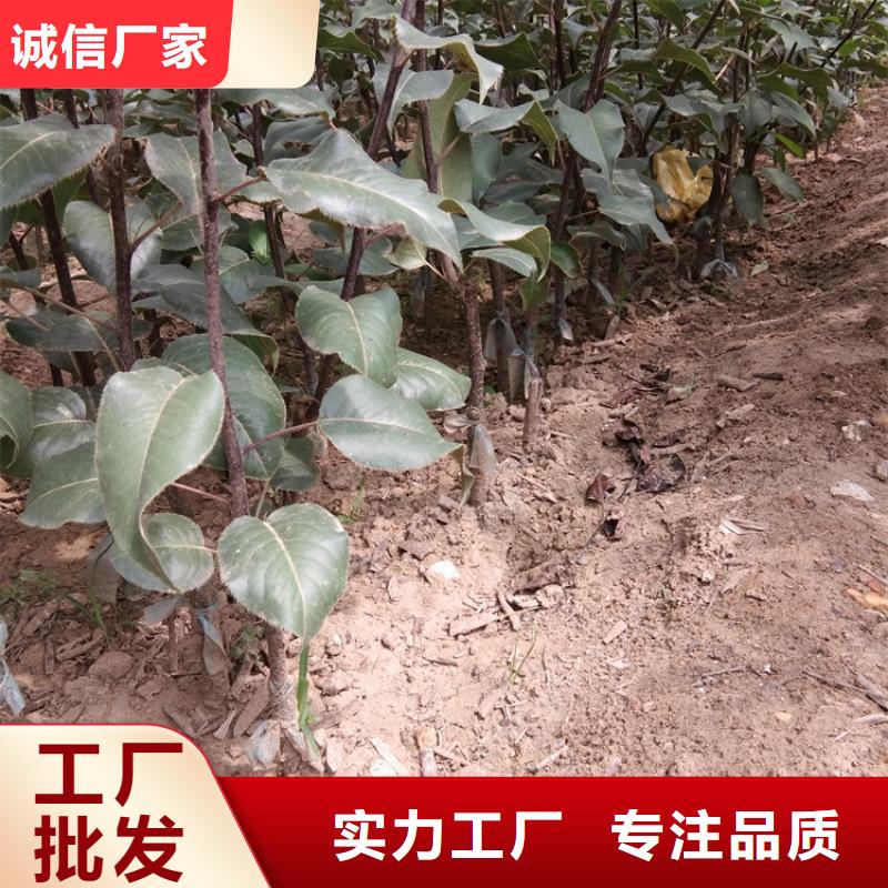 梨树-樱桃苗型号齐全产地采购