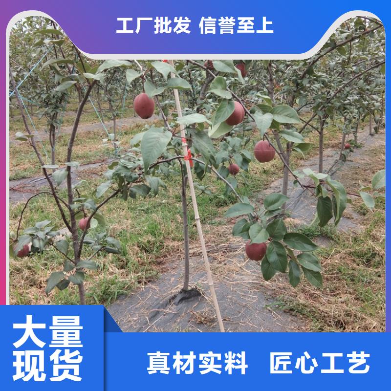 梨树梨树苗敢与同行比质量价格地道