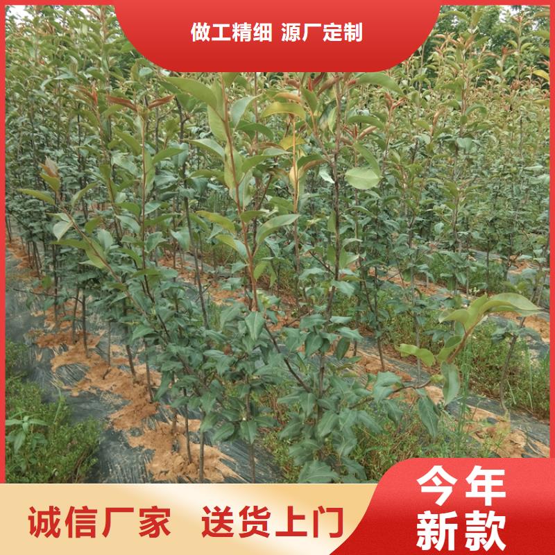 梨树苹果苗买的放心安兴用的舒心厂家直销供货稳定