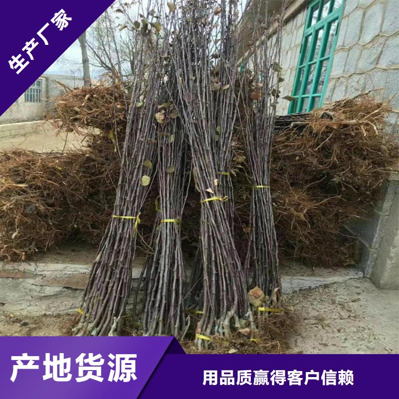 梨树,苹果苗批发供应正品保障