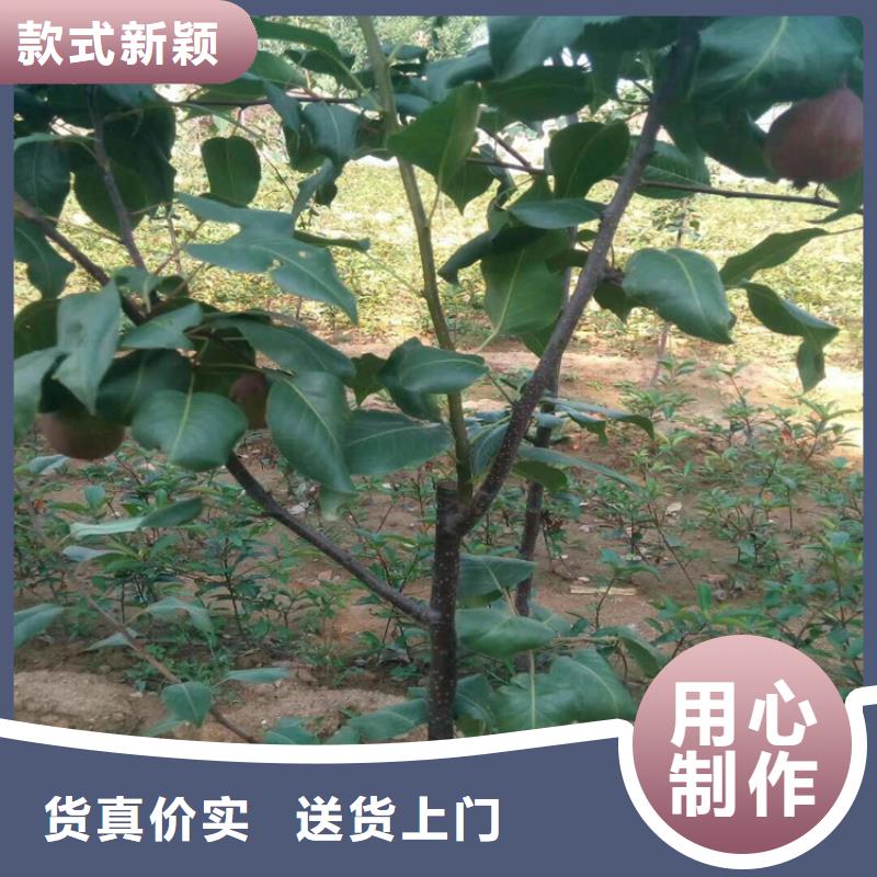 梨树嘎啦苹果现货供应对质量负责