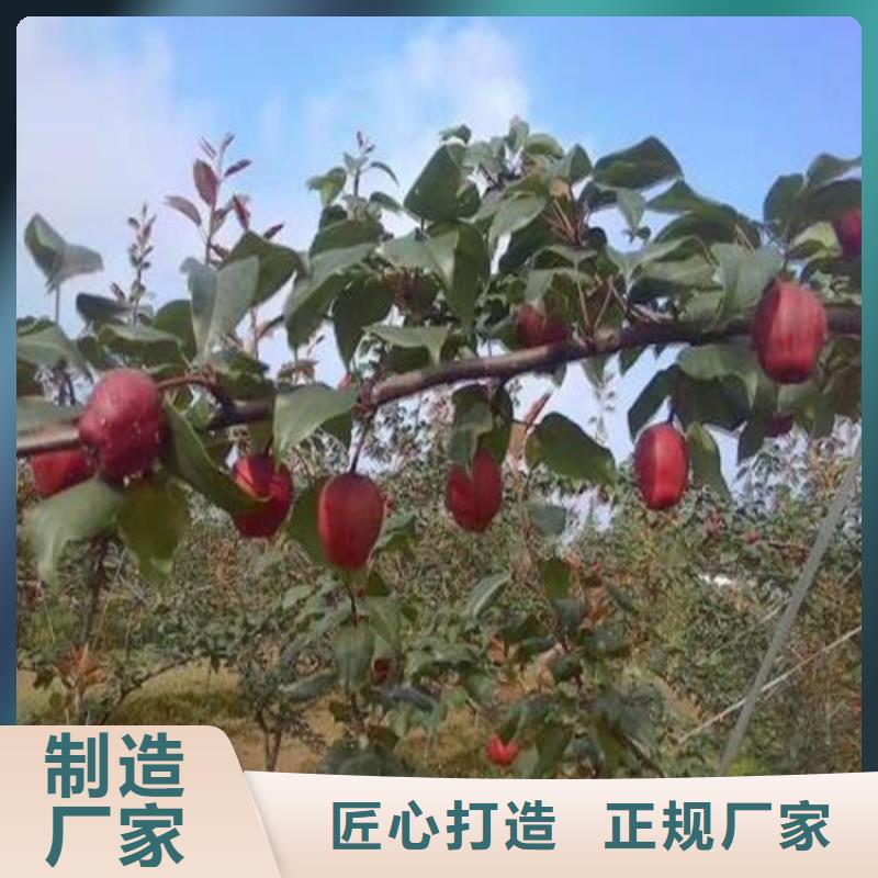 梨树【苹果苗】工期短发货快品牌企业