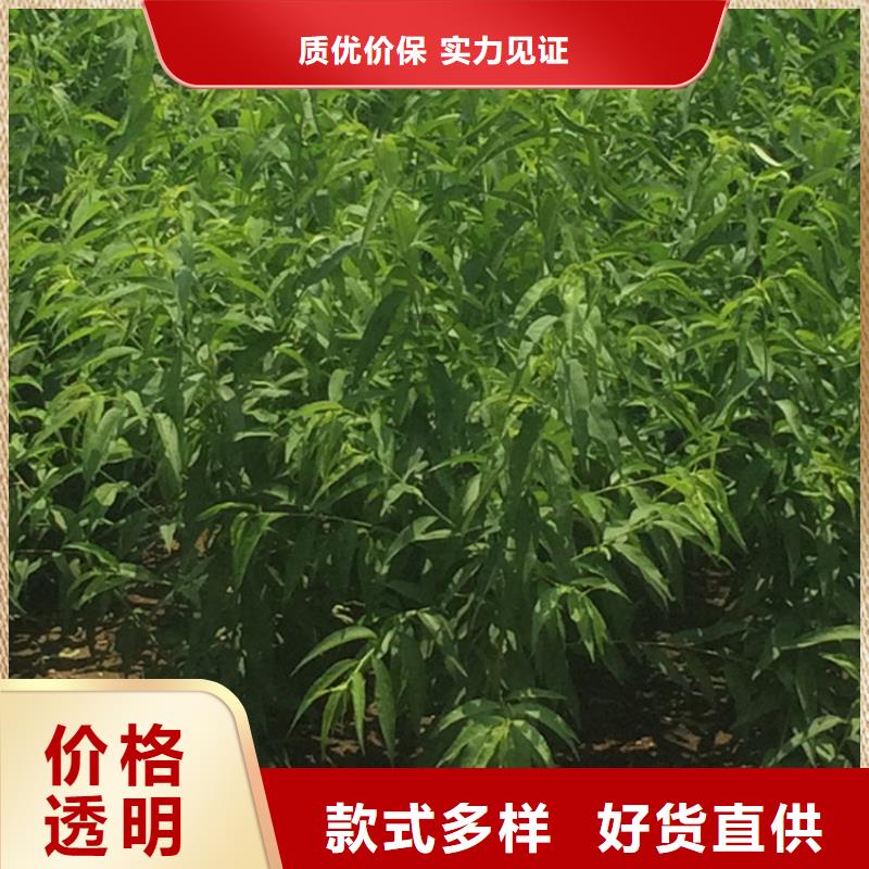 桃樱桃苗好品质选我们质量优选