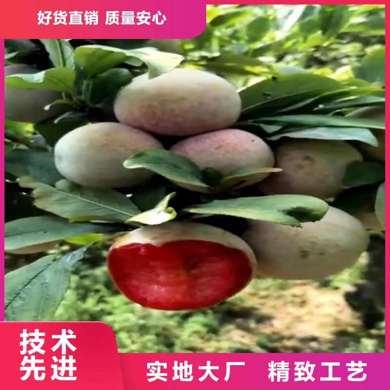 李子【苹果苗】质量看得见附近经销商