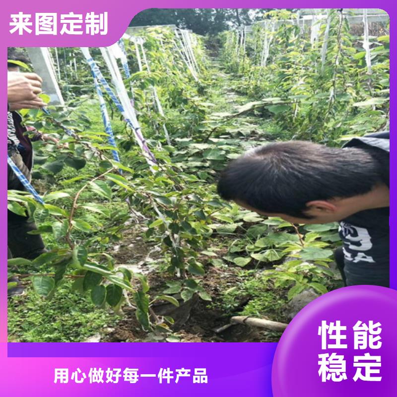 猕猴桃苹果苗材质实在N年大品牌