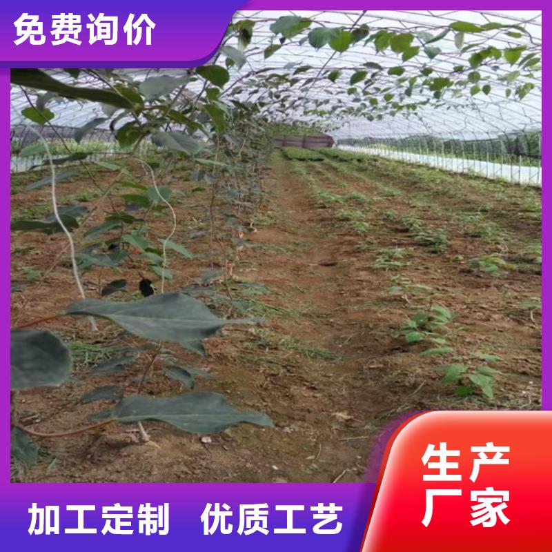 【猕猴桃苹果苗货源充足】【当地】公司