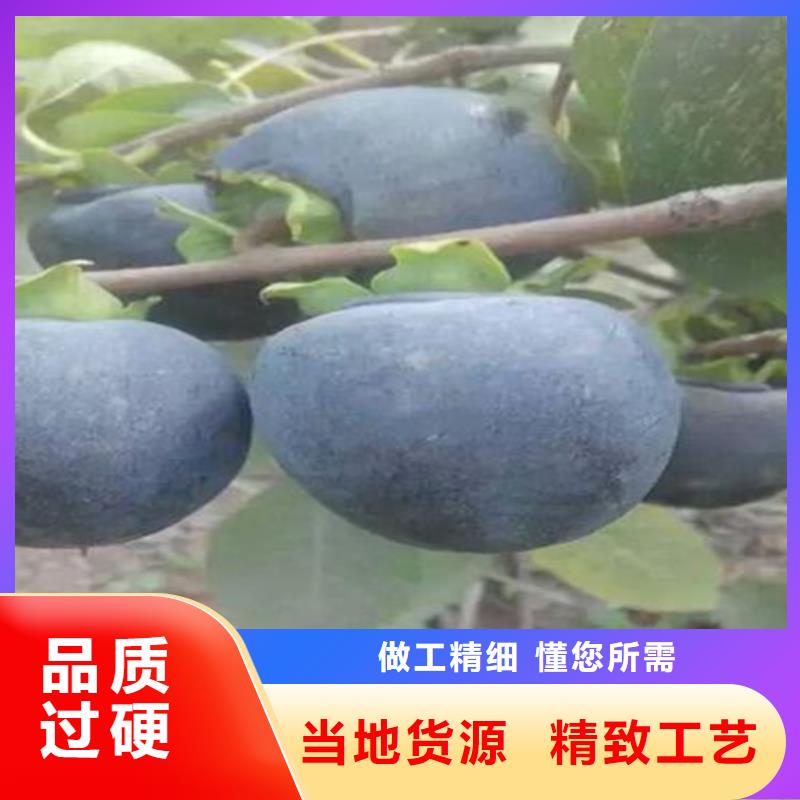 柿子桃树苗敢与同行比价格质量好