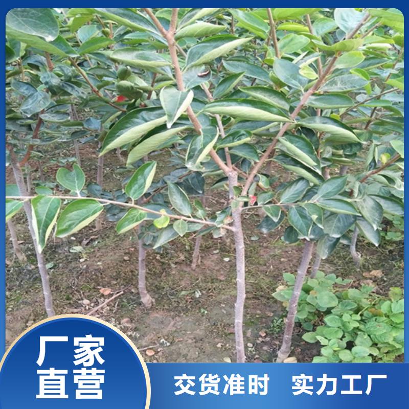 柿子蓝莓苗N年生产经验源厂定制