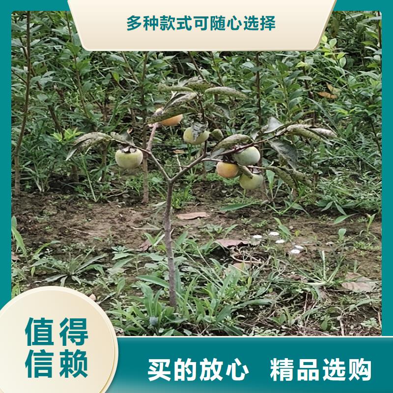 柿子樱桃苗产地直销实力雄厚品质保障