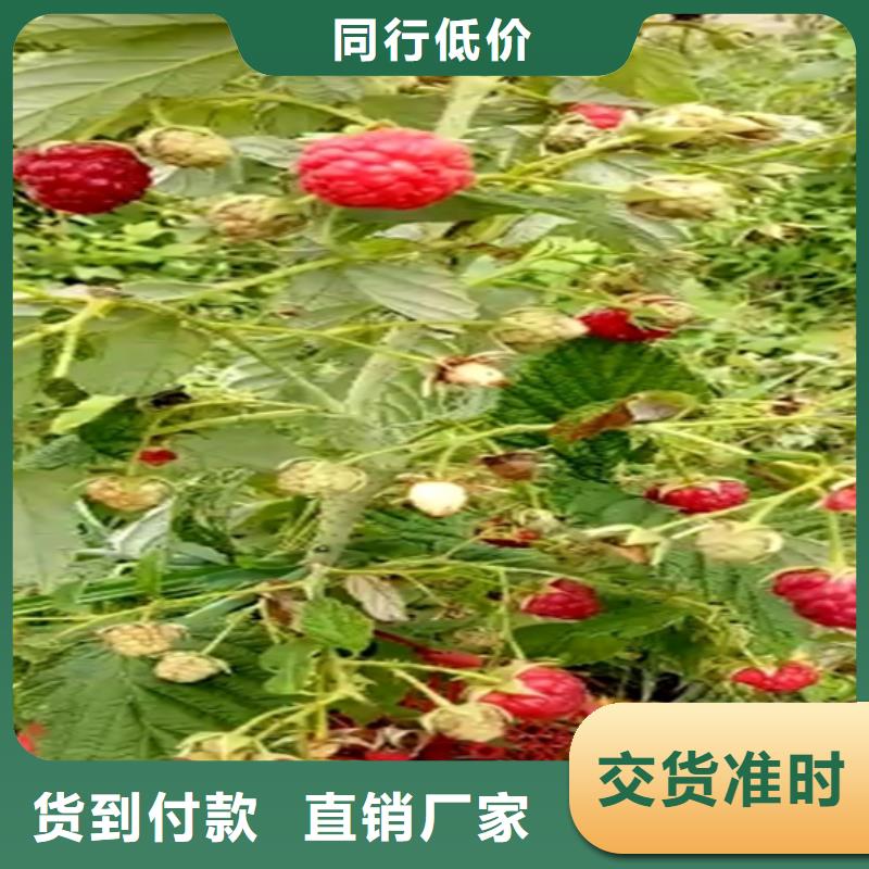 树莓【无花果苗】甄选好物源头厂家经验丰富