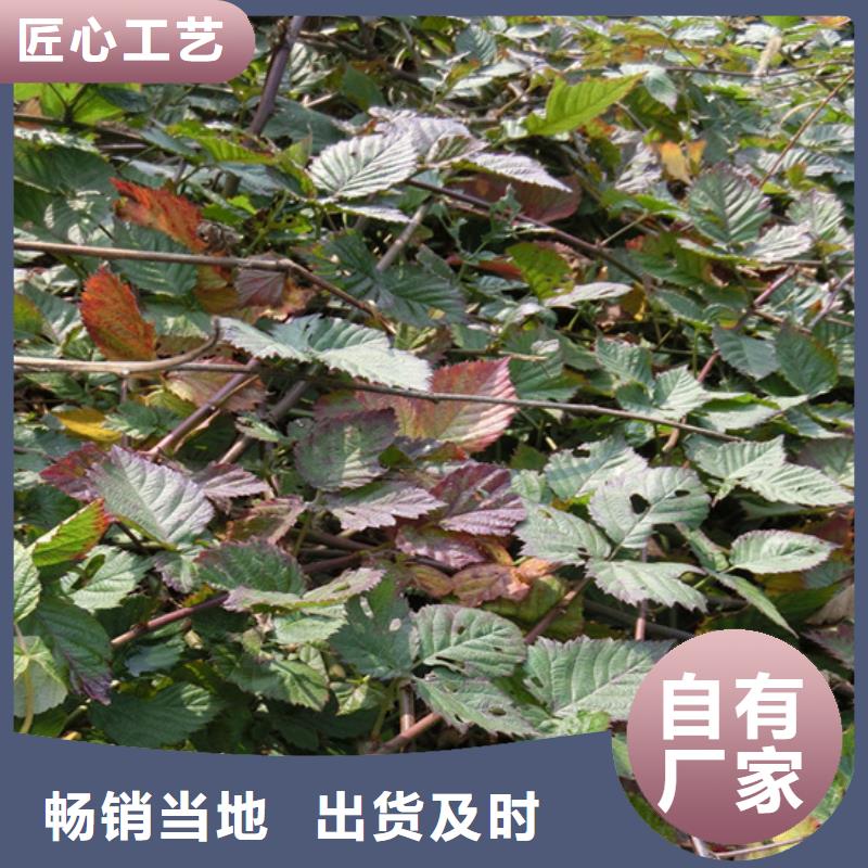 树莓苹果苗厂家直销大量现货当地生产厂家