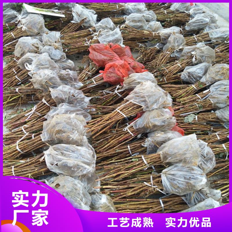 【树莓樱桃苗产地直销】主推产品