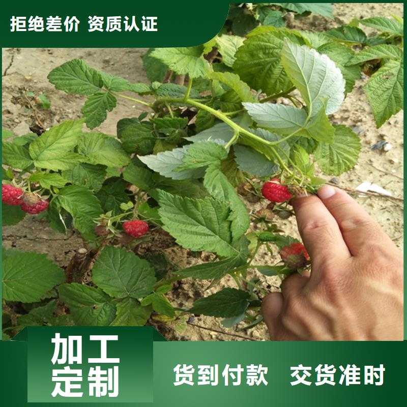 树莓无花果苗厂家直销规格多样当地品牌