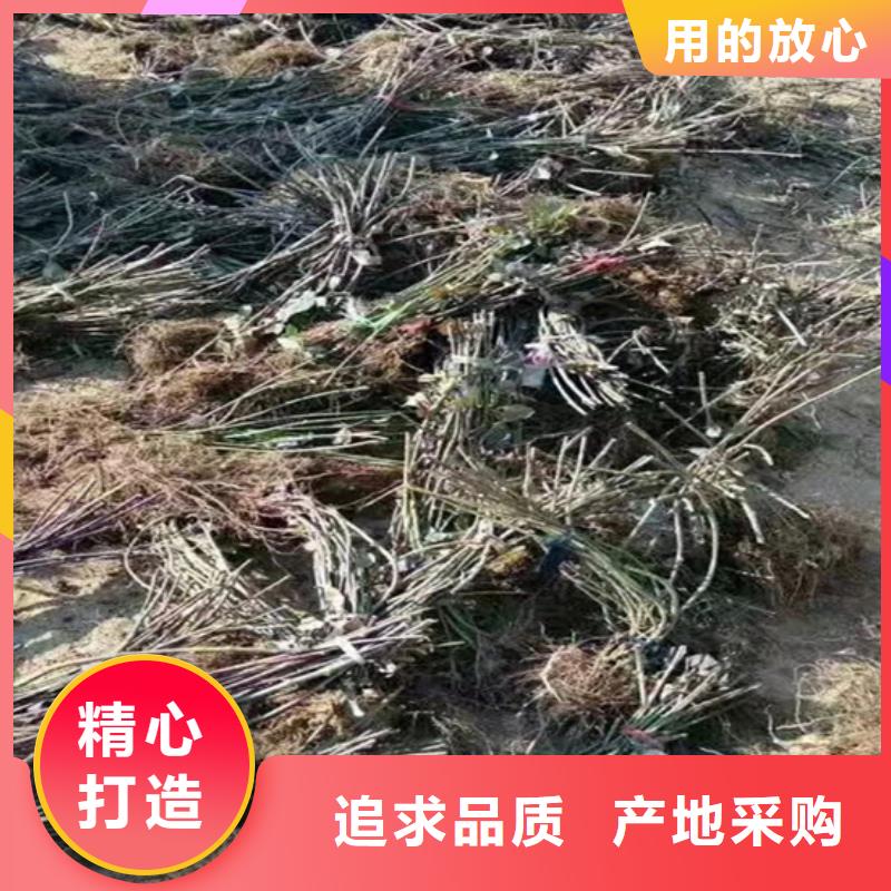 树莓【石榴树】专心专注专业当地供应商