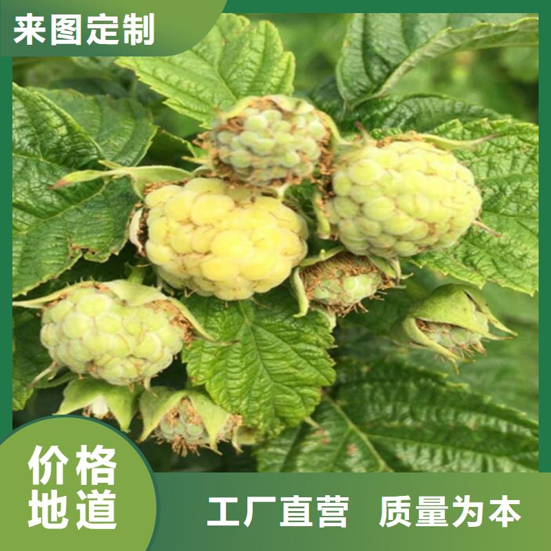 树莓【蓝莓苗】一站式采购原厂制造