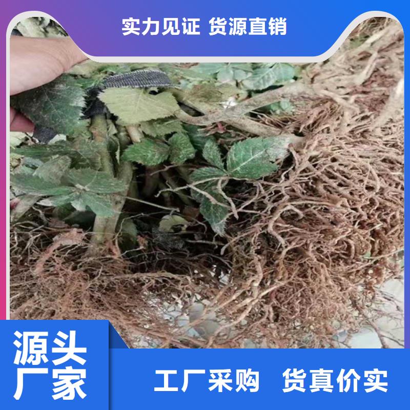 树莓石榴苗批发商同城品牌