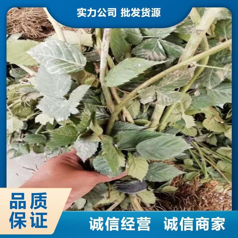 【树莓】无花果苗一站式供应对质量负责