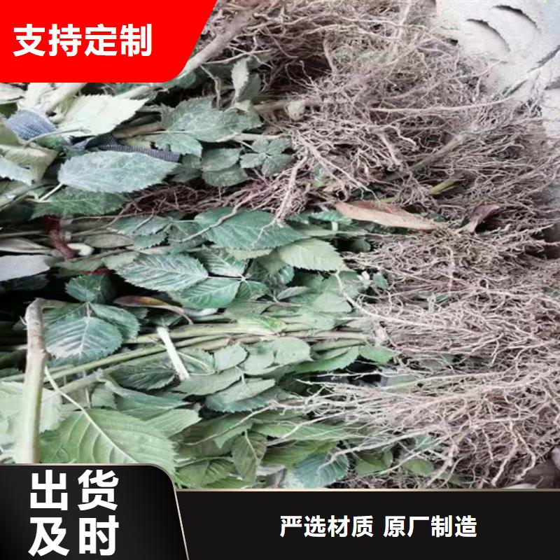 树莓【苹果苗】用心经营厂家