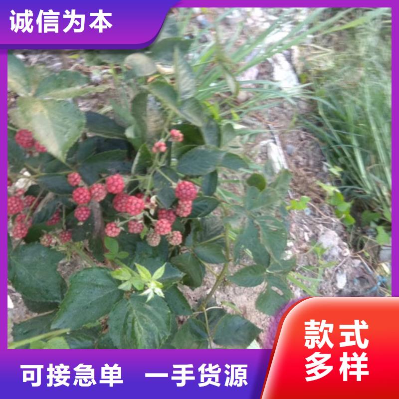 树莓【苹果苗】细节决定成败真实拍摄品质可靠