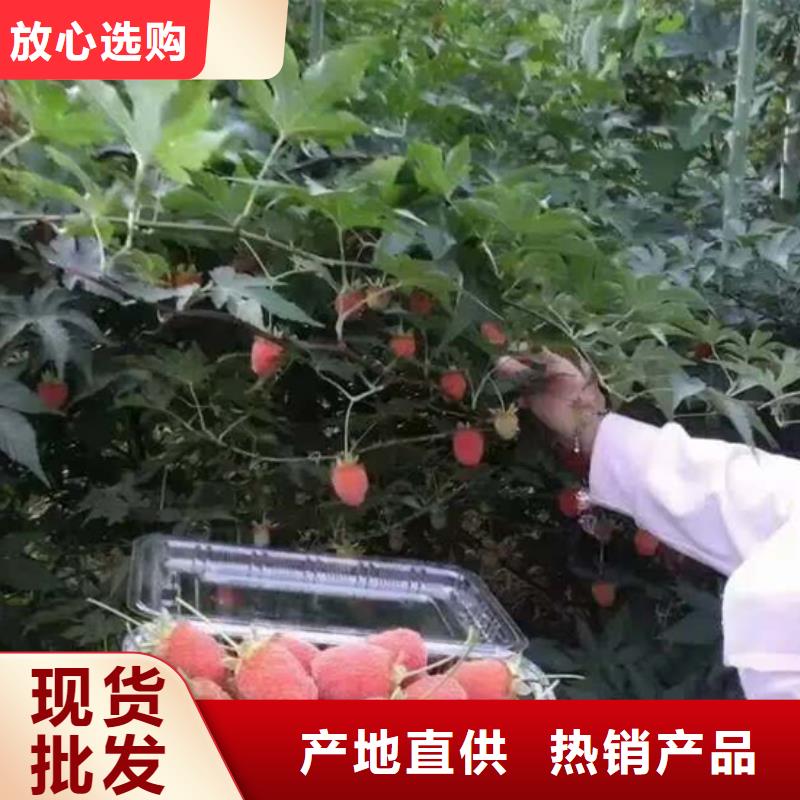 树莓无花果苗精工制作销售的是诚信