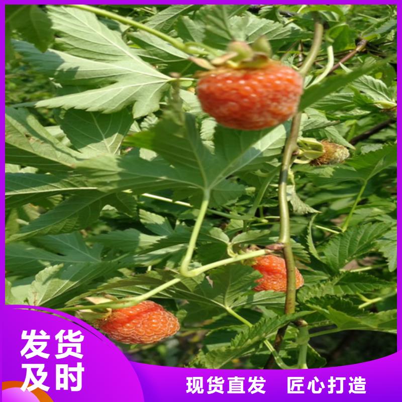 【树莓,桃树苗匠心工艺】有口皆碑