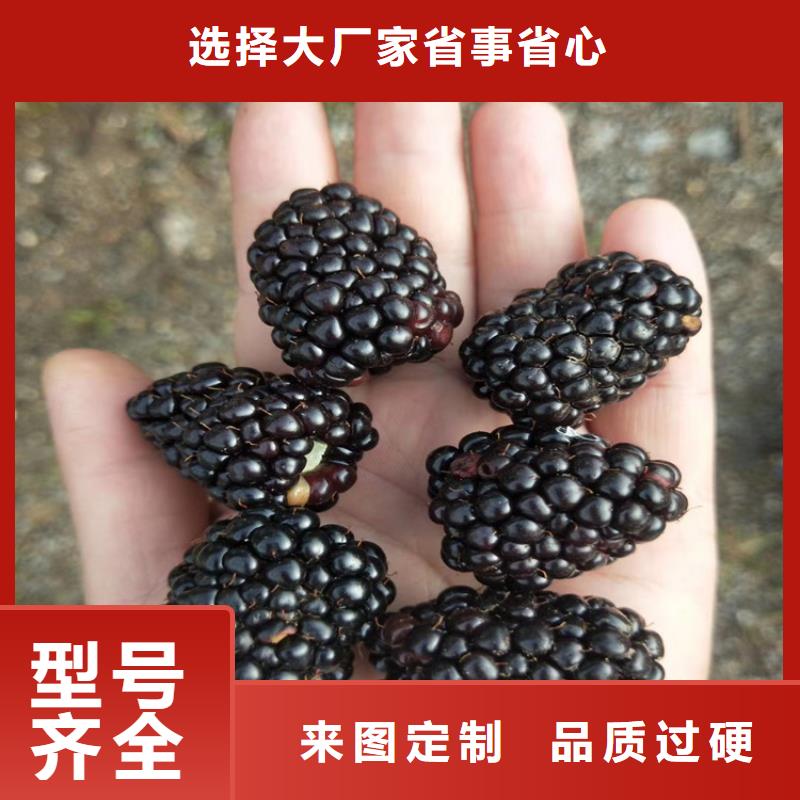 【树莓】樱桃苗对质量负责供货及时