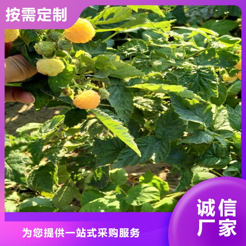 树莓花椒苗实力优品同城生产商