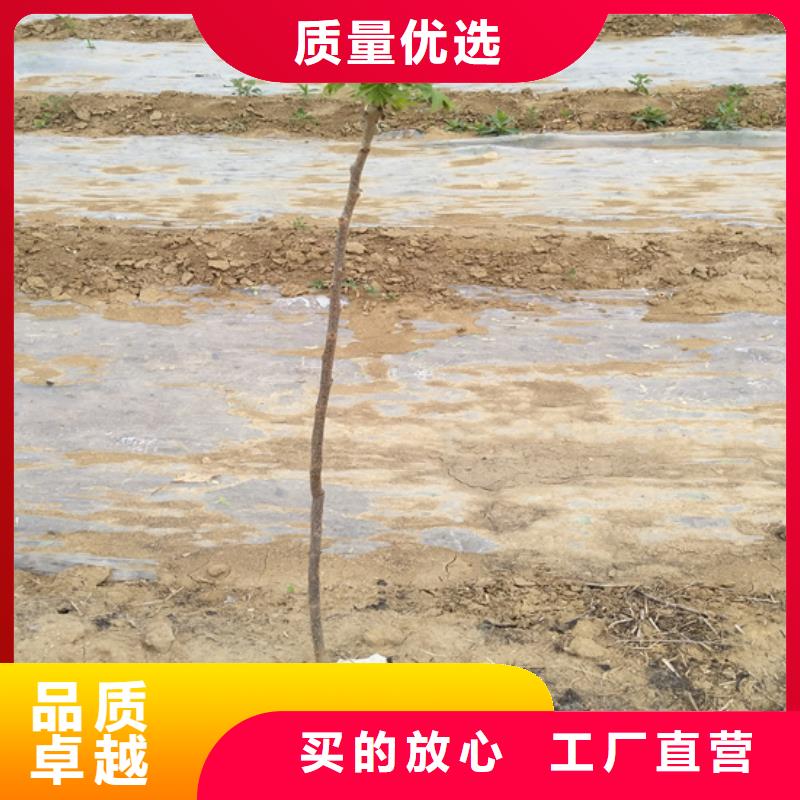 碧根果梨树苗N年专注【当地】公司