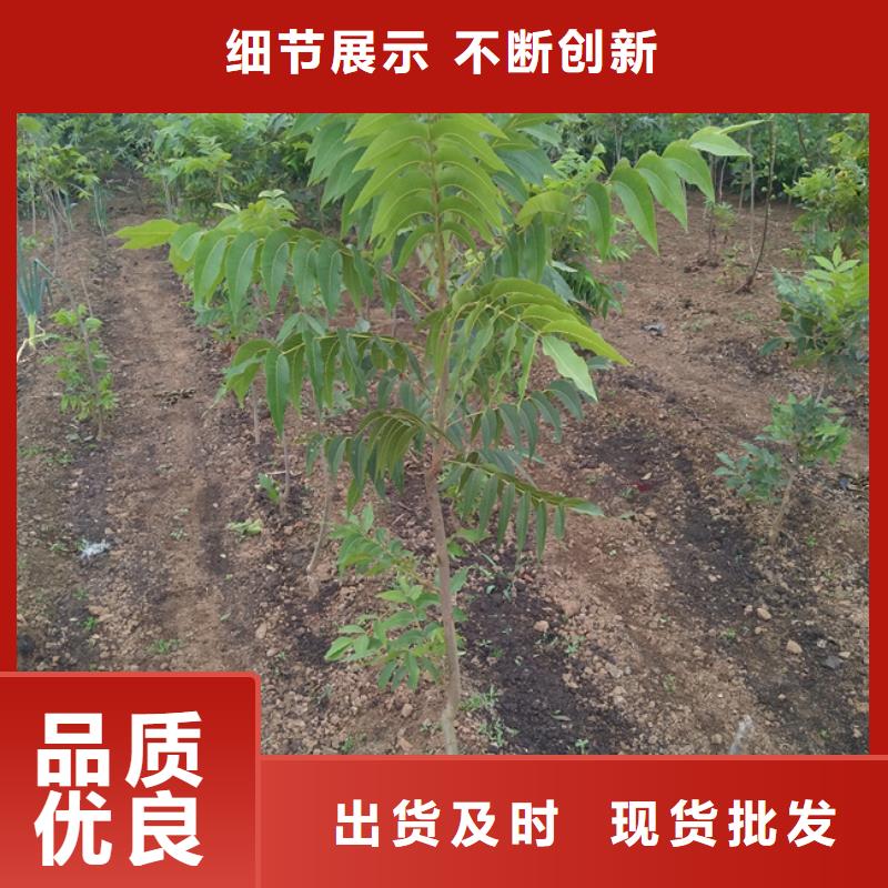 碧根果樱桃苗专注质量质量无忧